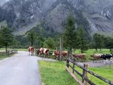 Troupeau de vaches laitières dans le Tyrol