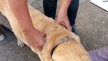 Vetsensus.com, Institut für sensologische Diagnostik und Therapie, Hunde Shu Punkte 1