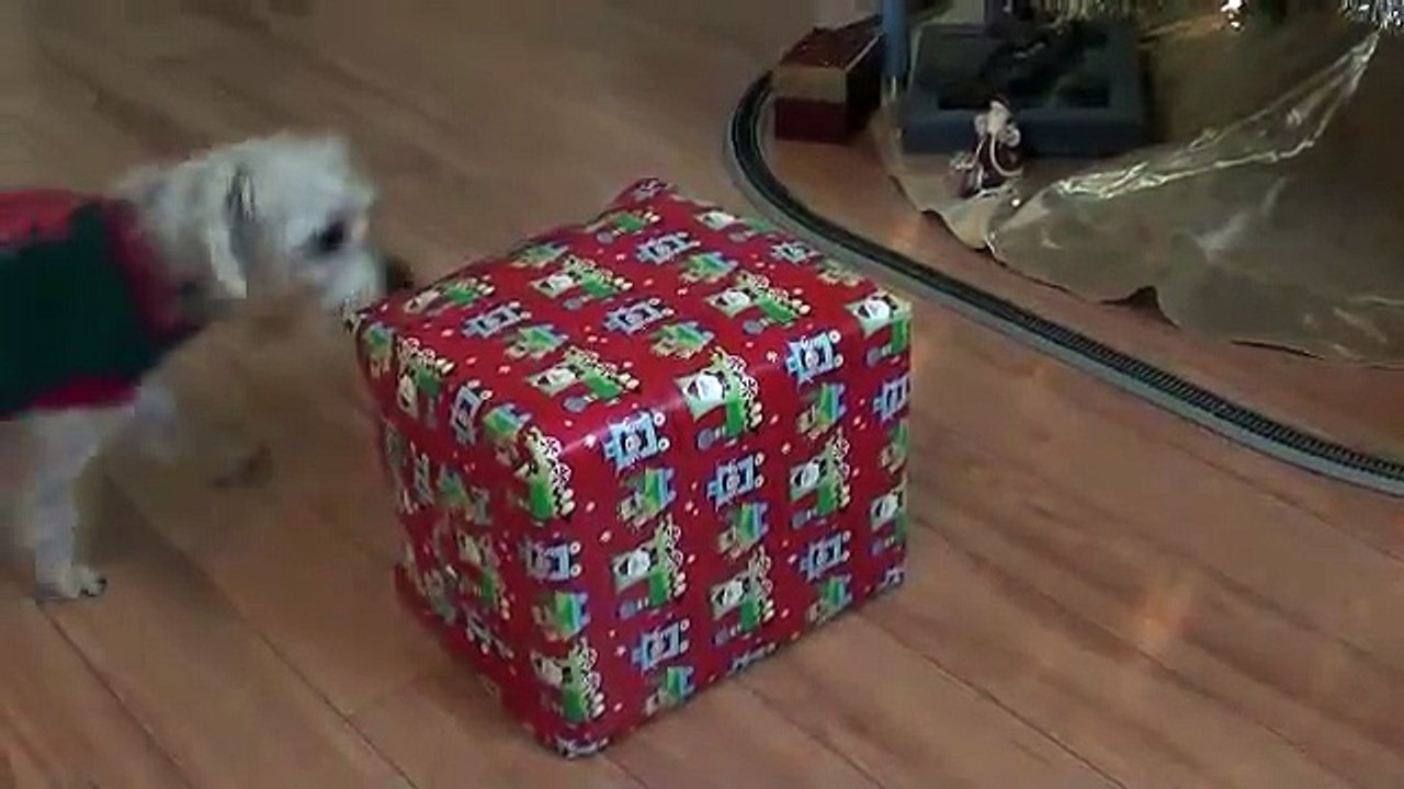 My dog opening his Christmas Present