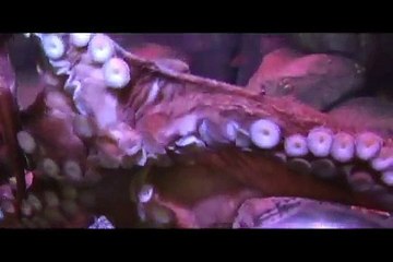 Giant Pacific Octopus at Aquarium of the Bay