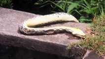 Python réticulé/Reticulated python seen in Bali