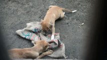 Cute Little Indian Puppies Barking and Playing with Jute Sack #1