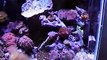 My 10 Gallon nano reef aquarium-2nd upgrade