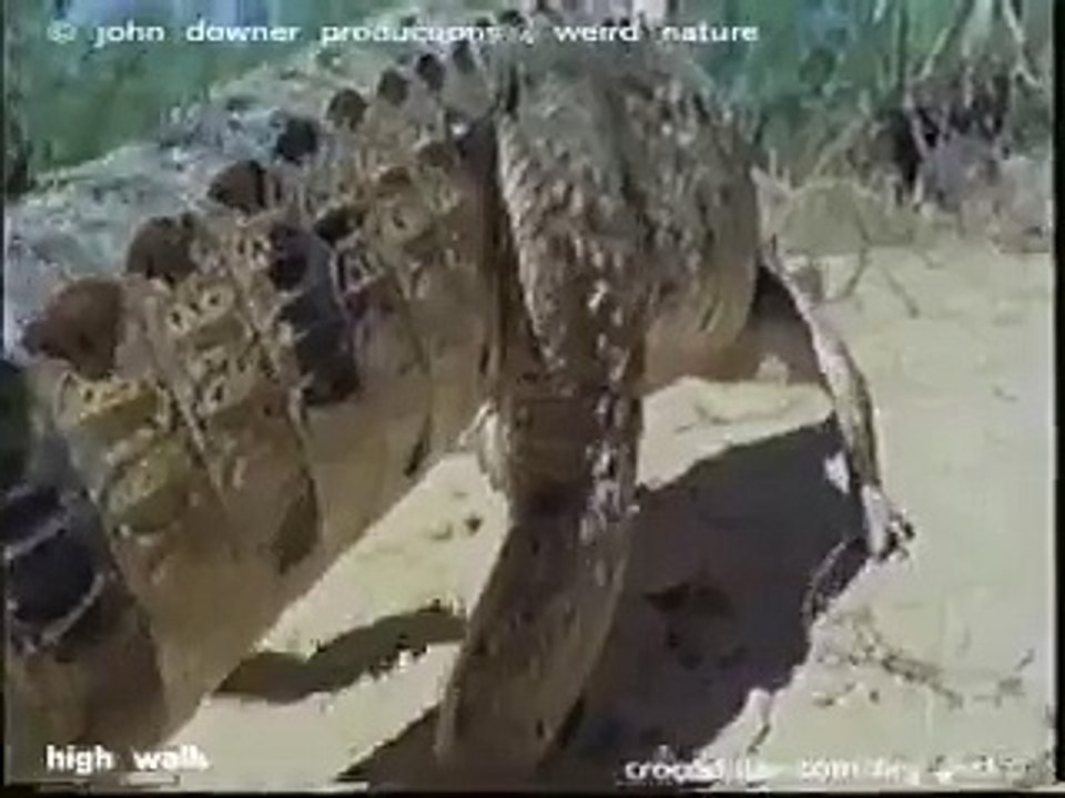 Big Gecko - Freshwater crocodile movement