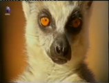 Seduccion animal: Lemures