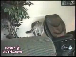 Chats fous! Trop fort!