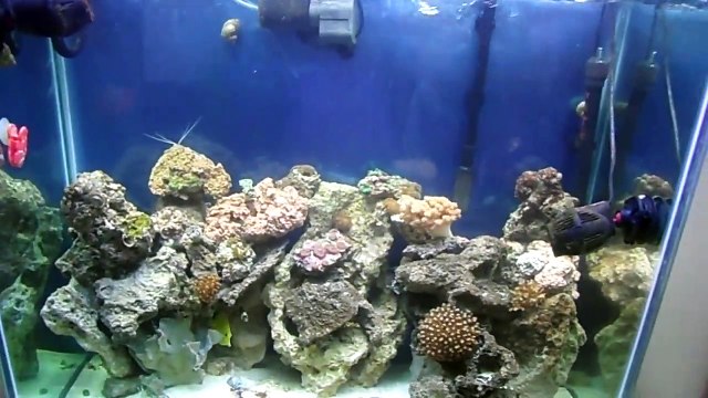 70 Gallon Reef Tank Update # 4