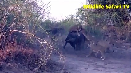 Descargar video: National Geographic Documentary Wild Animals attack National Geographic Animals ✔ ► P 30