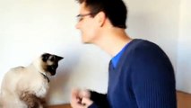 How to train your Cat... (with Faraon the Siamese)　猫にトリック教えるのはどうやるの？