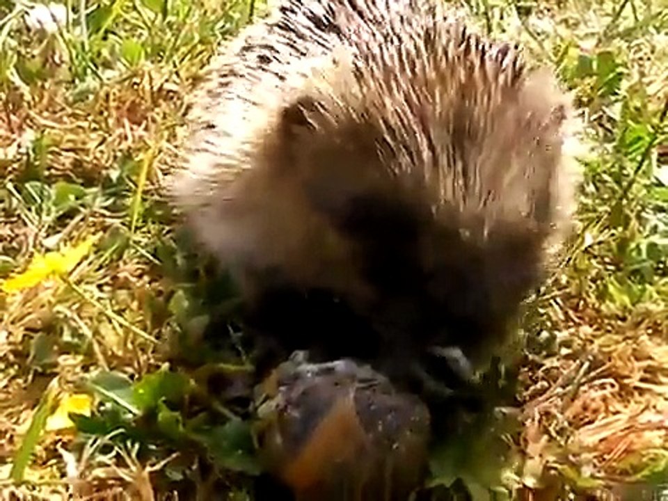 herisson qui mange un escargot
