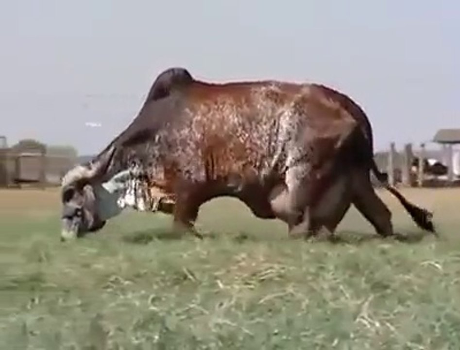 سبخان اللہ۔۔ ایسی گائے آپ نے پہلے نہیں دیکھی ہو گی۔۔