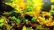 Low-Tech Planted Aquarium - DrunkTankAquaria S03E01