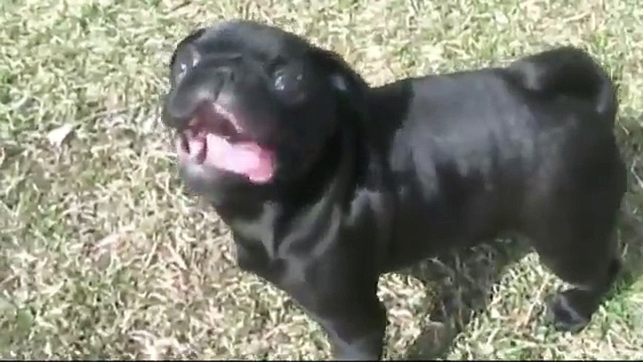 Why you should get a PUG