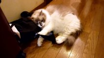 息子のバッグにしがみつく猫　　　   Cat clung to son's bag