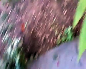 Throwing water at a cat 4