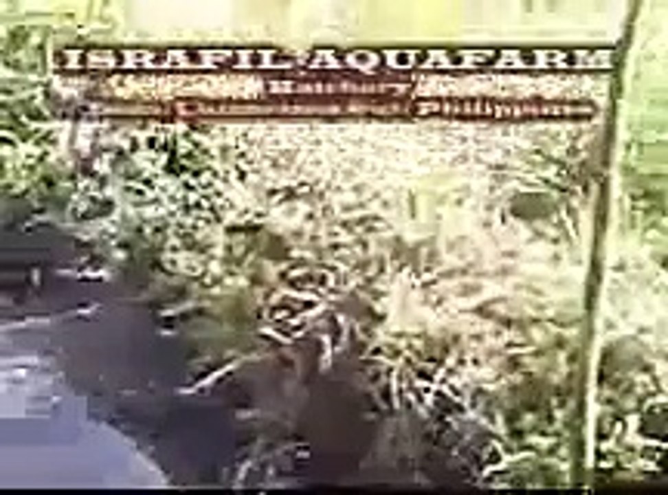 Tilapia hatchery, baao cam sur. (Tilapia)