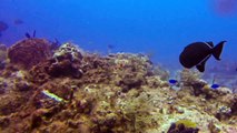 Scuba Diving in Cozumel - Dalila, Nurse Shark, Turtle GoPro