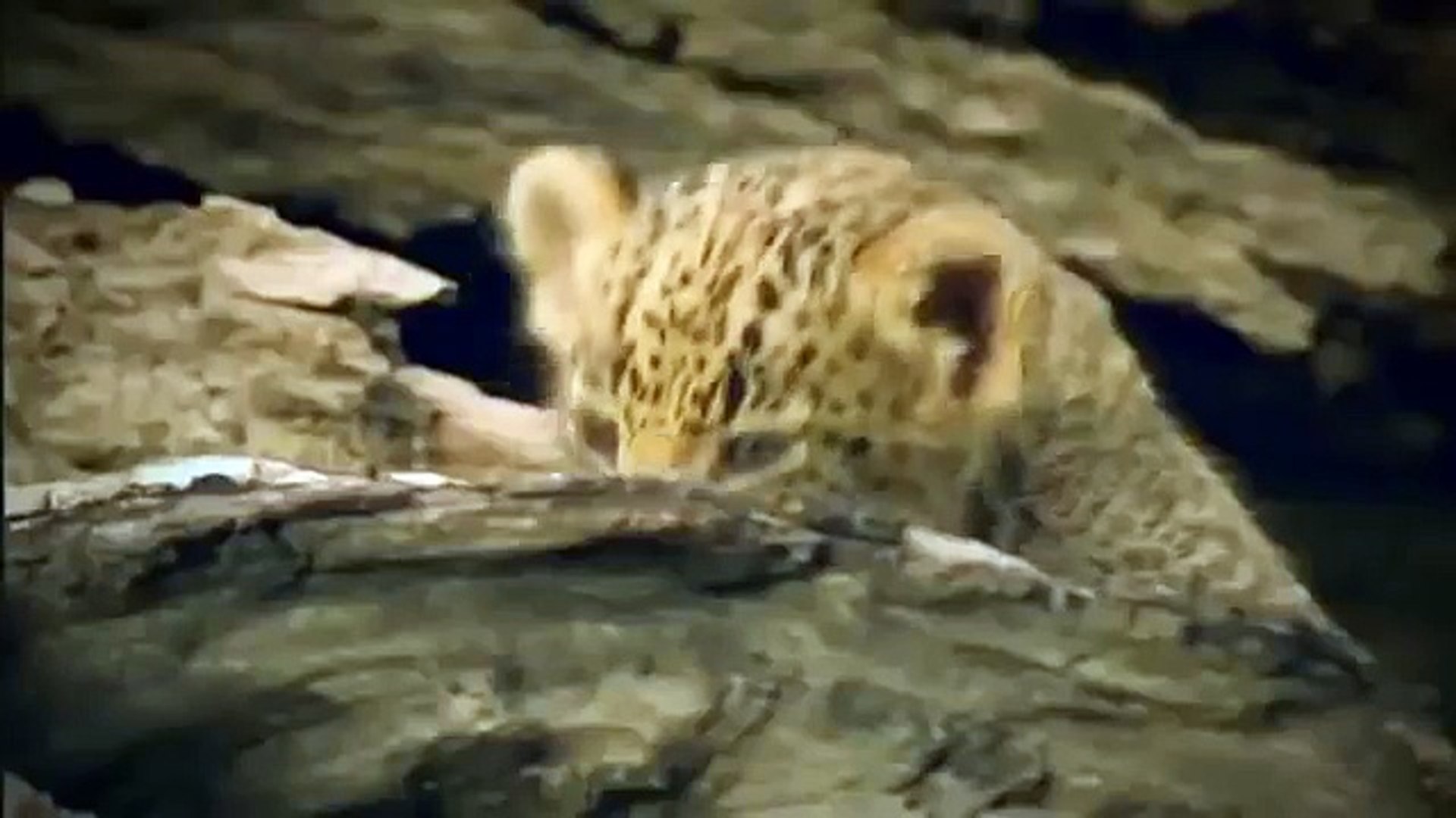 Animals Documentary