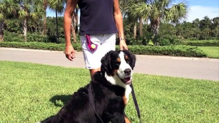 Amazing Dog Training - Stop Pulling on the Leash - Bernese Mountain Dog