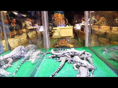 Hudson Valley Reptile Expo 10/5/14