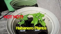 Growing vegetables in containers: Orange and Scorpian Habanero