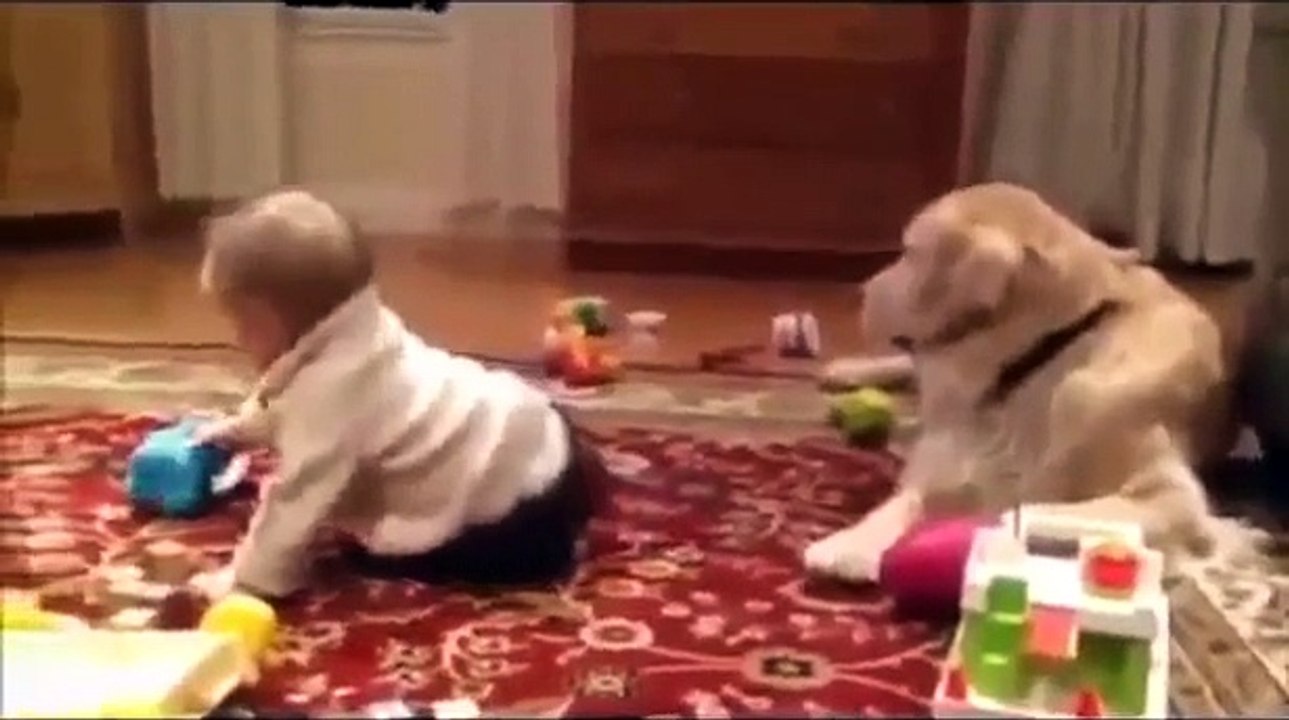 Funny Babé ★ Best Top 10 Funny Baby Videos in 2014 HD Golden Retriever