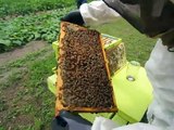 6-4-15 Honey Bee Hive Inspection