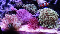 奥行６０ｃｍの臨場感たっぷり海水魚サンゴ水槽マリンキープ