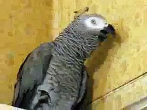 Best Funny Videos! Video da ridere Da morire dalle risate #146