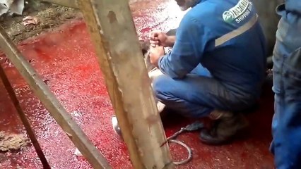 25 10 2012 kurban kesimi