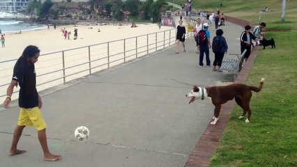 Amazing dog football tricks