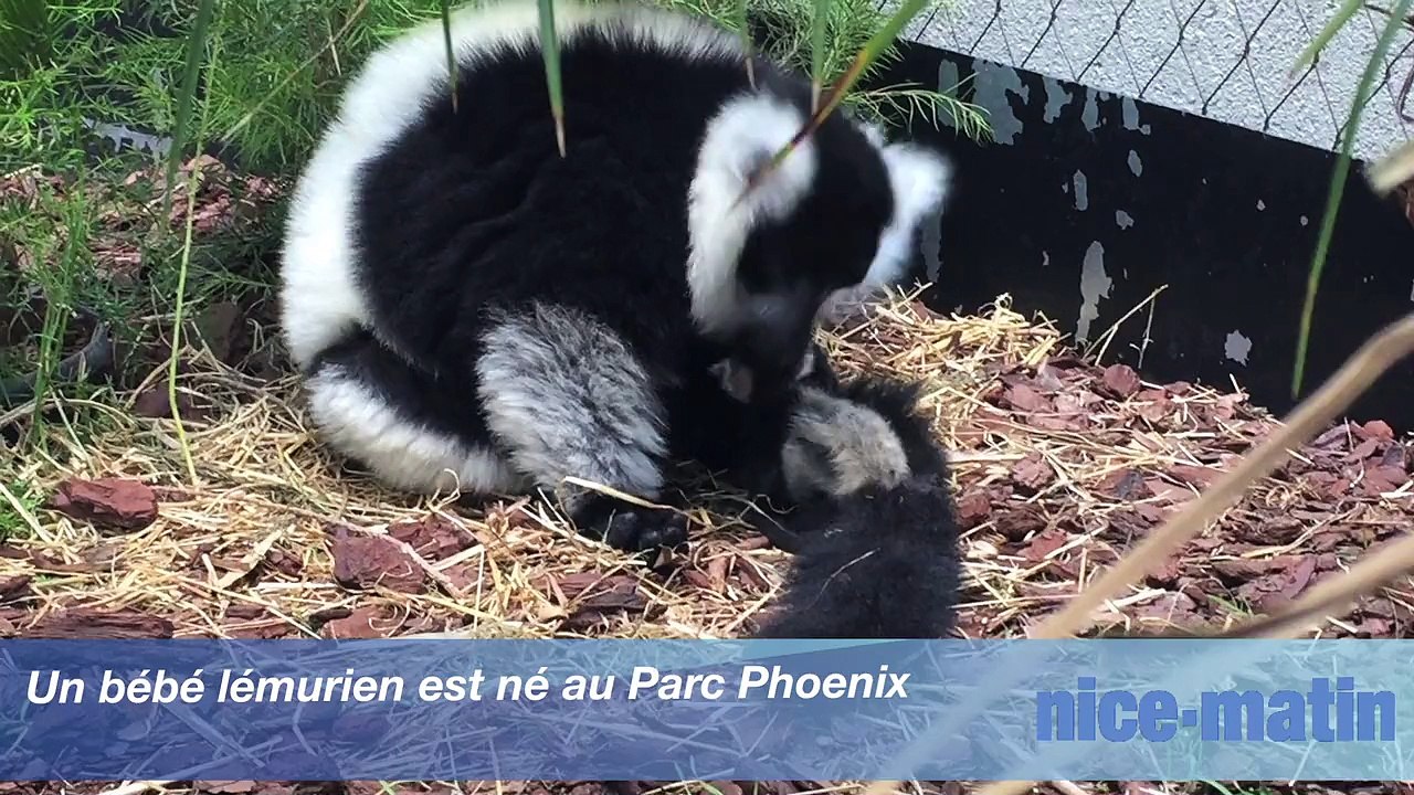 Un bébé lémurien est né au Parc Phoenix