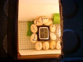 Home made egg incubator