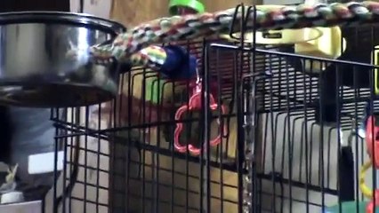 Pineapple Green Cheek Conure Talking/Playing