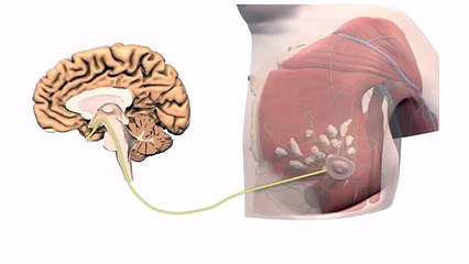 General Embryology - Detailed Animation On Positive Feedback Mechanism