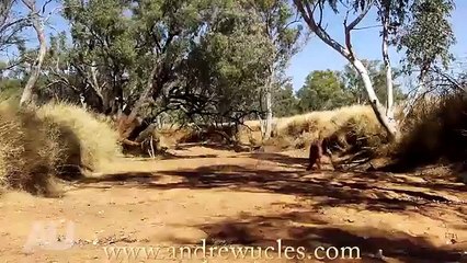 Wild Animals Caught Barehanded