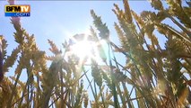 Les récoltes de blé menacées par la canicule