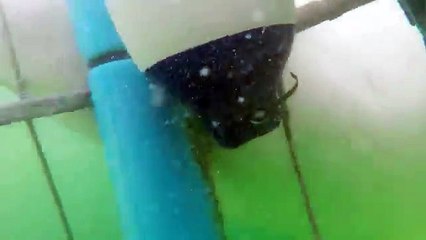 Best Shark Attack Video - gigantic Great White Shark