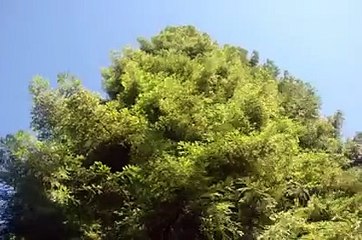 Wind in the Trees