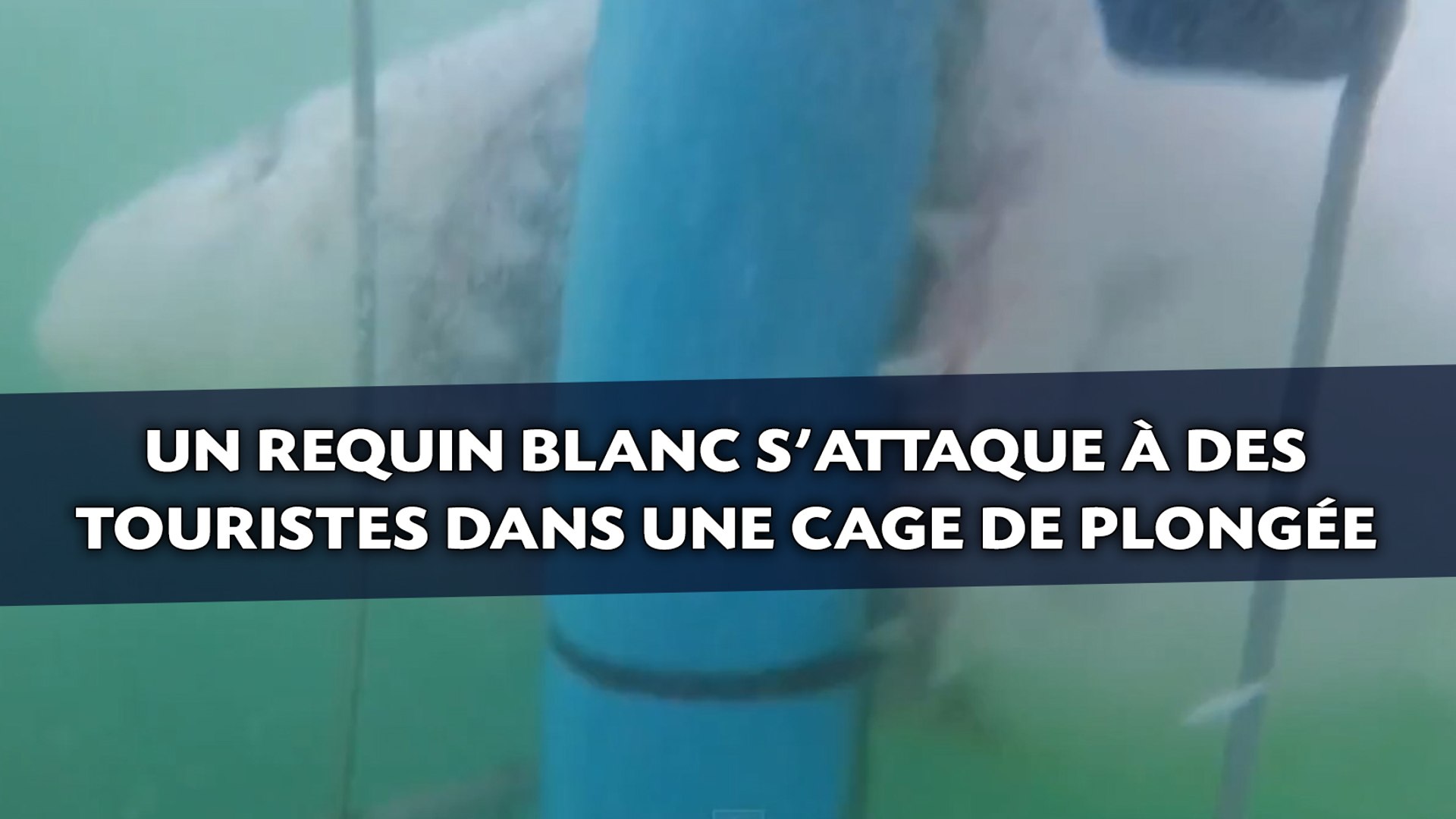 Un requin blanc s'attaque à des touristes dans une cage de plongée - Vidéo  Dailymotion