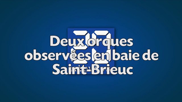 Deux orques observées en baie de Saint-Brieuc