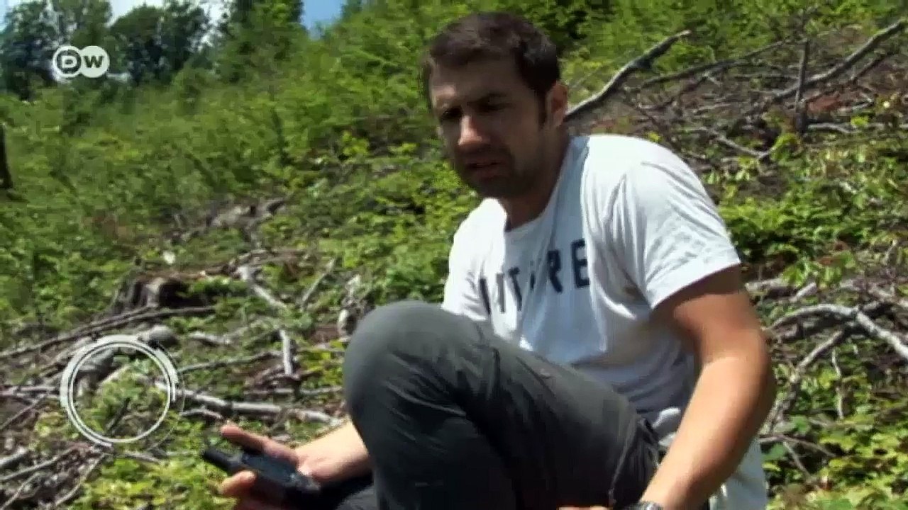 Rumänien: Kahlschlag in den Karpaten | Fokus Europa