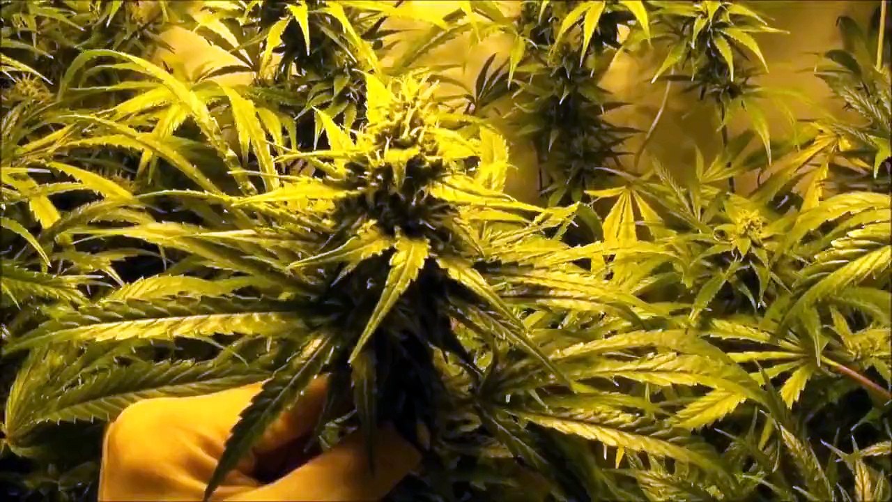 First Video...  Growing Marijuana Indoors!!