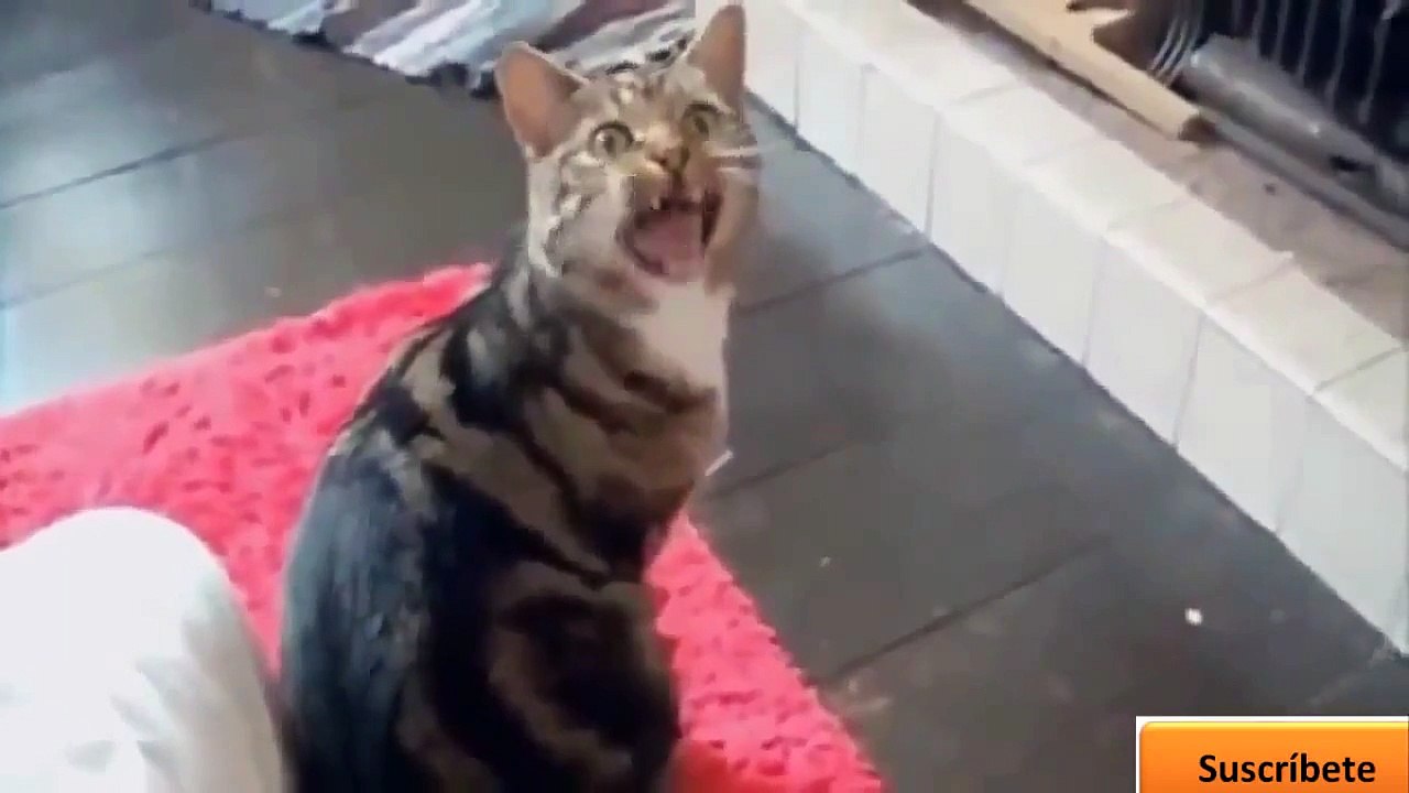 Amusant d'animal, des videos  Drole de animaux