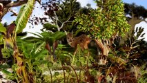 Kaffeeanbau und Waldschutz in Peru | Globale Zusammenarbeit