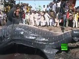 العثور على قرش الحوت بطول 12 مترا في شواطئ باكستان