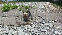 Swimming yorkie dog, yorkshire terrier retriever