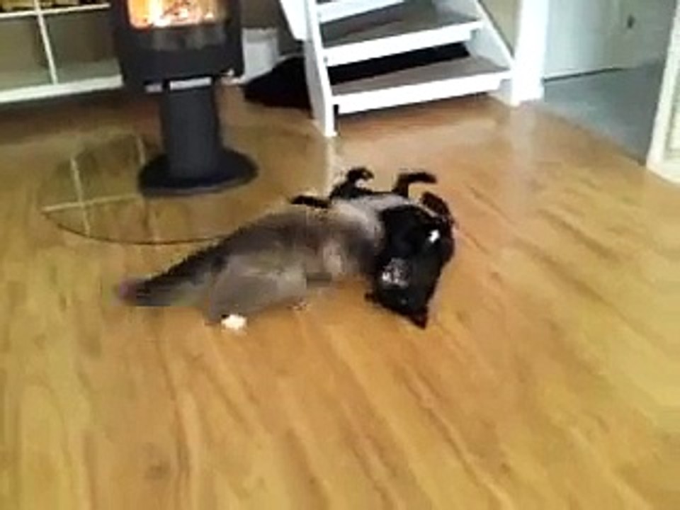 Staffordshire bull terrier vs cat  "best friends"