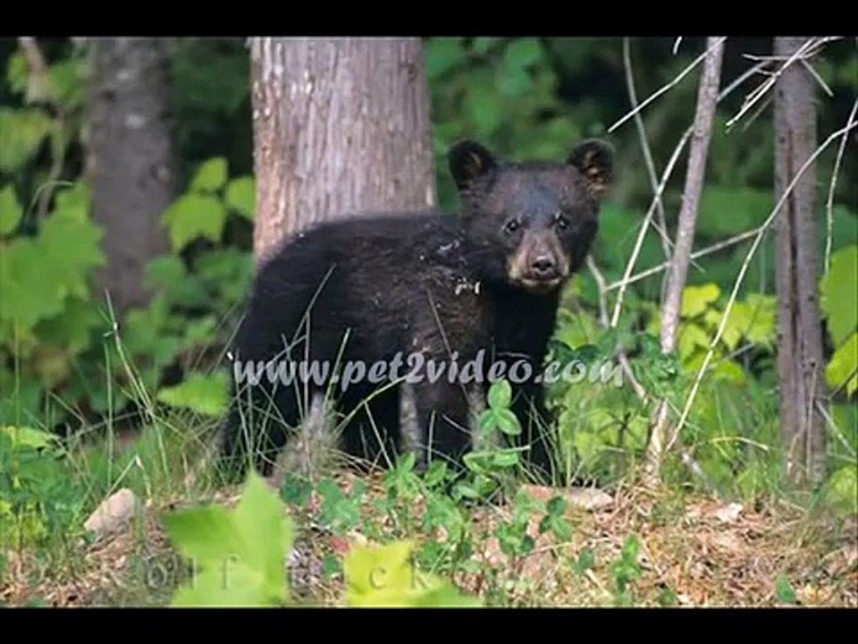 forest animals