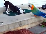 Hund und Papagei,spielen zusammen!